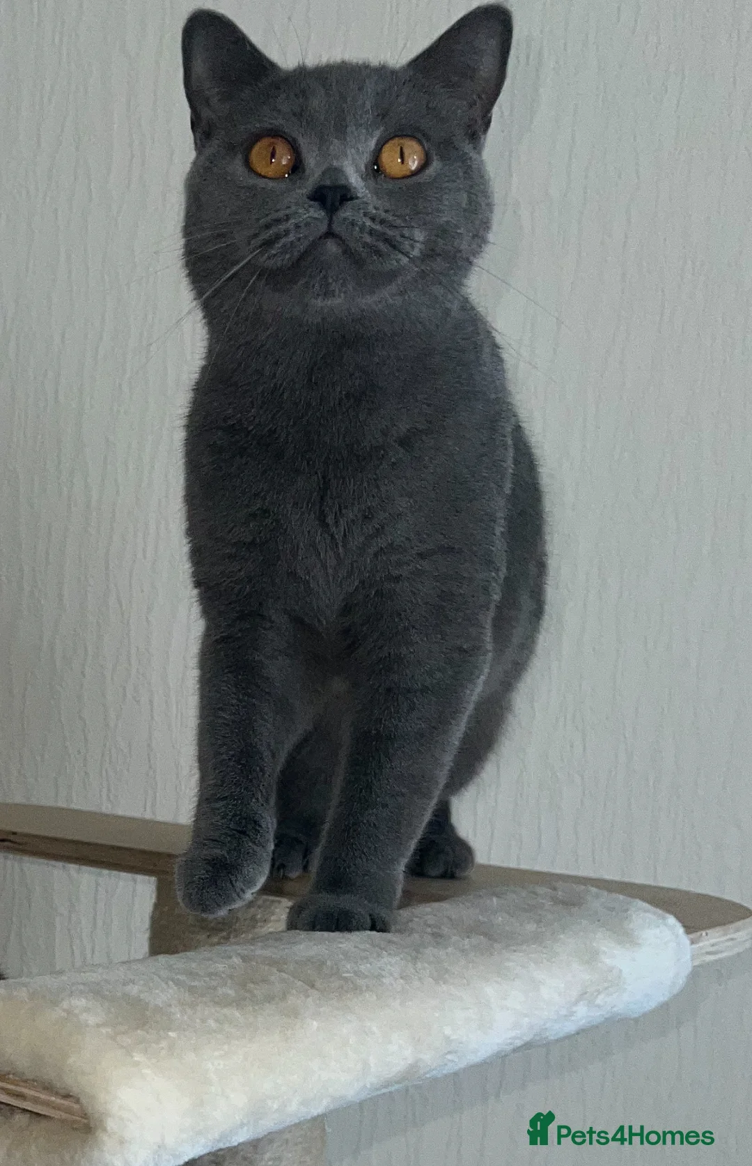 British Shorthair cats for sale: Beautiful British blue 😻  - Advert 4