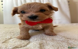 Maltipoo dogs for sale: F1 beautiful maltipoo baby’s 🩵🩷 - Image 16