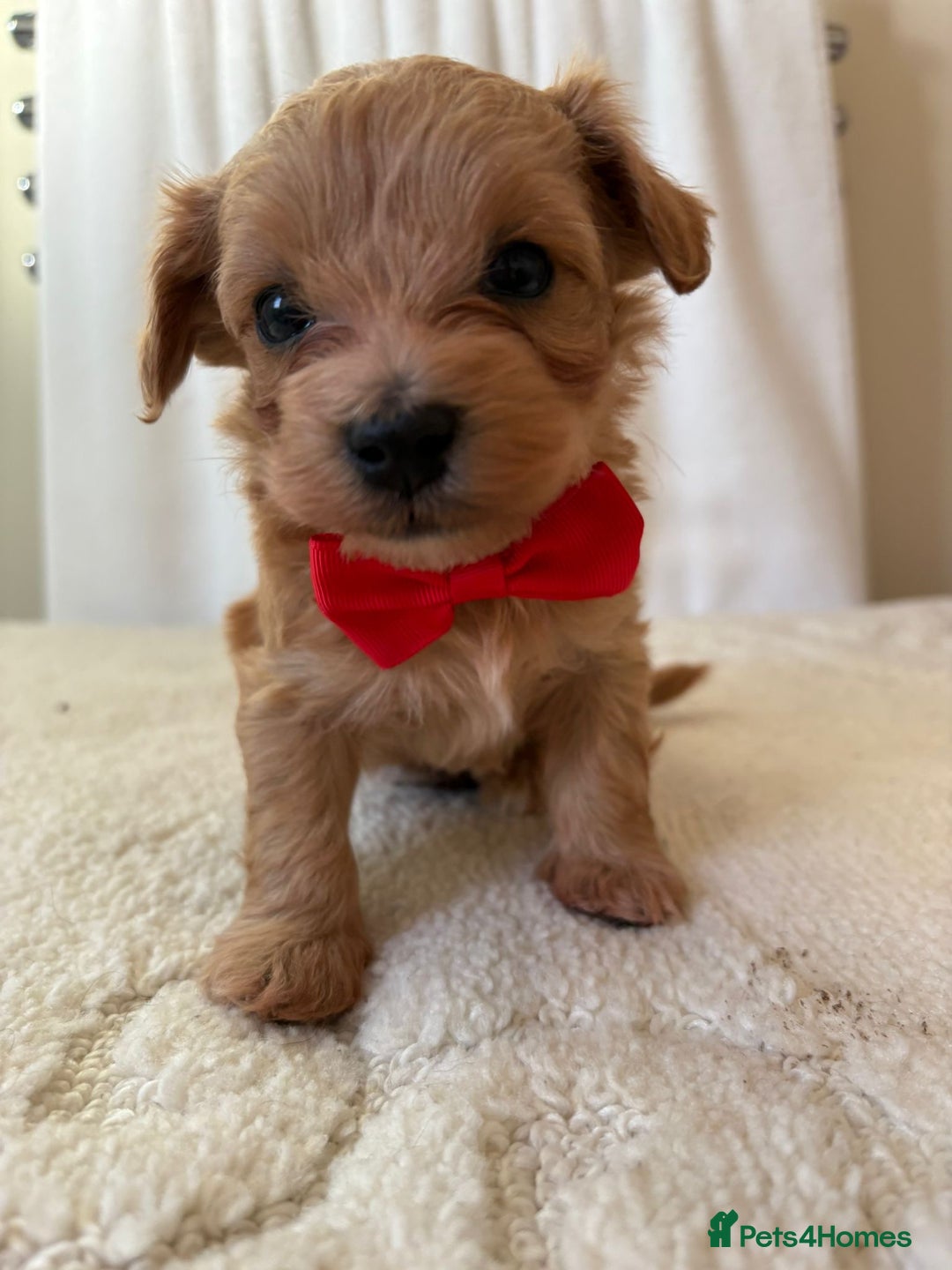 Maltipoo dogs for sale: F1 beautiful maltipoo baby’s 🩵🩷 - Image 16