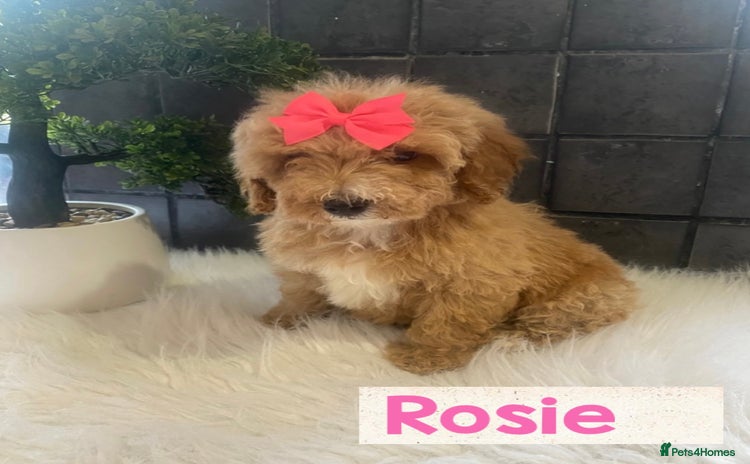 Miniature Poodle dogs - Advert 15