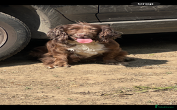 Cockapoo dogs for sale: Beautiful cockapoos looking for forever homes  - Image 27