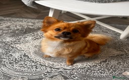 Pomeranian dogs for sale: Male Pomeranian  - Image 1