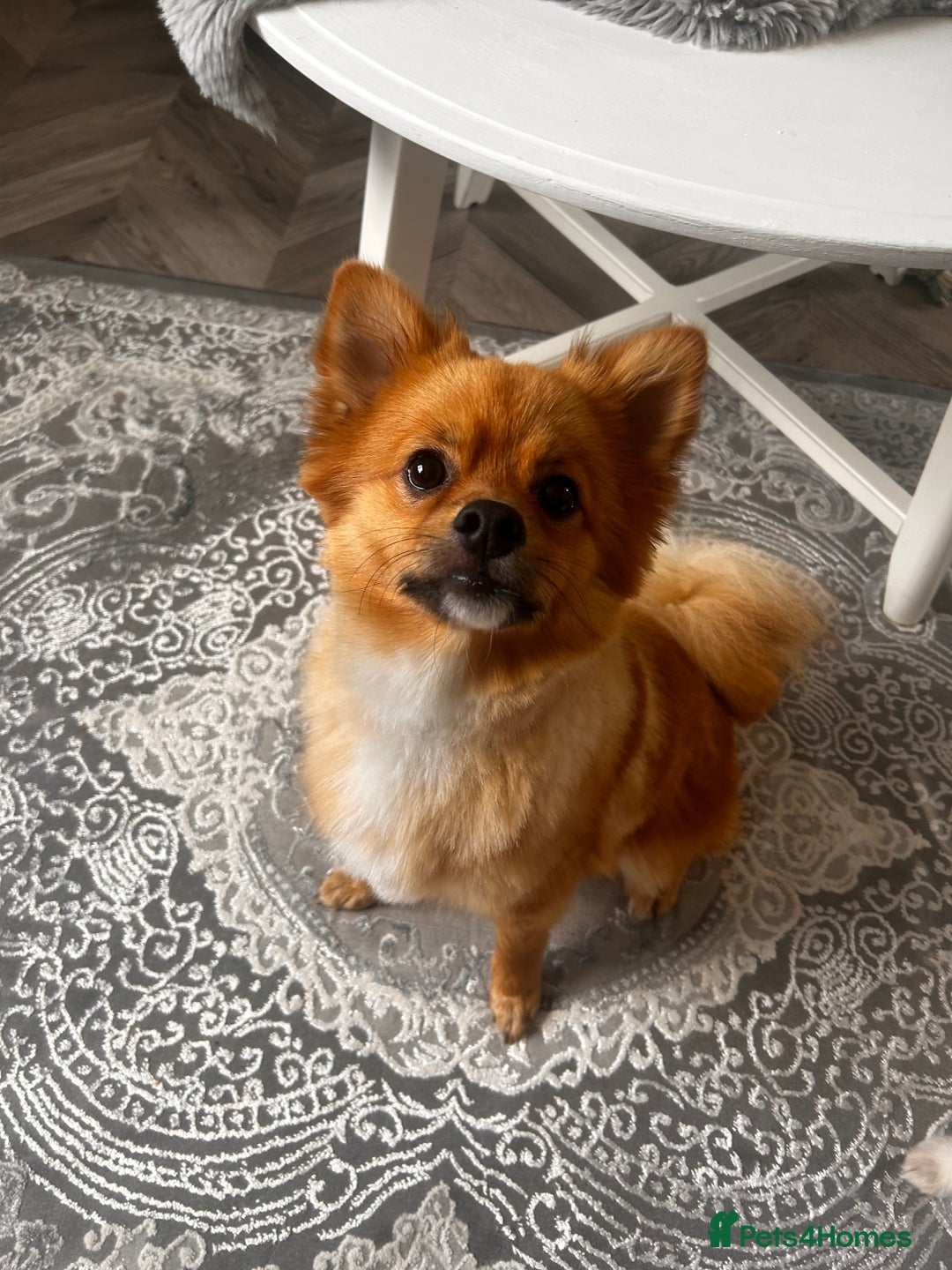 Pomeranian dogs for sale: Male Pomeranian  - Image 1