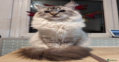 Ragdoll cats - Advert 2