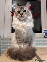 Ragdoll cats - Advert 1