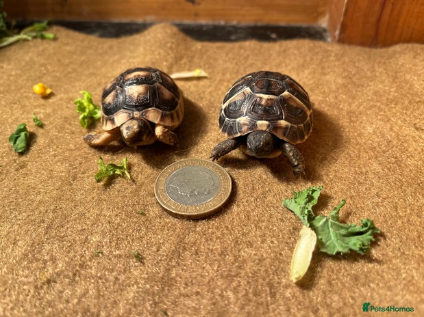 Tortoise reptiles - Advert 5