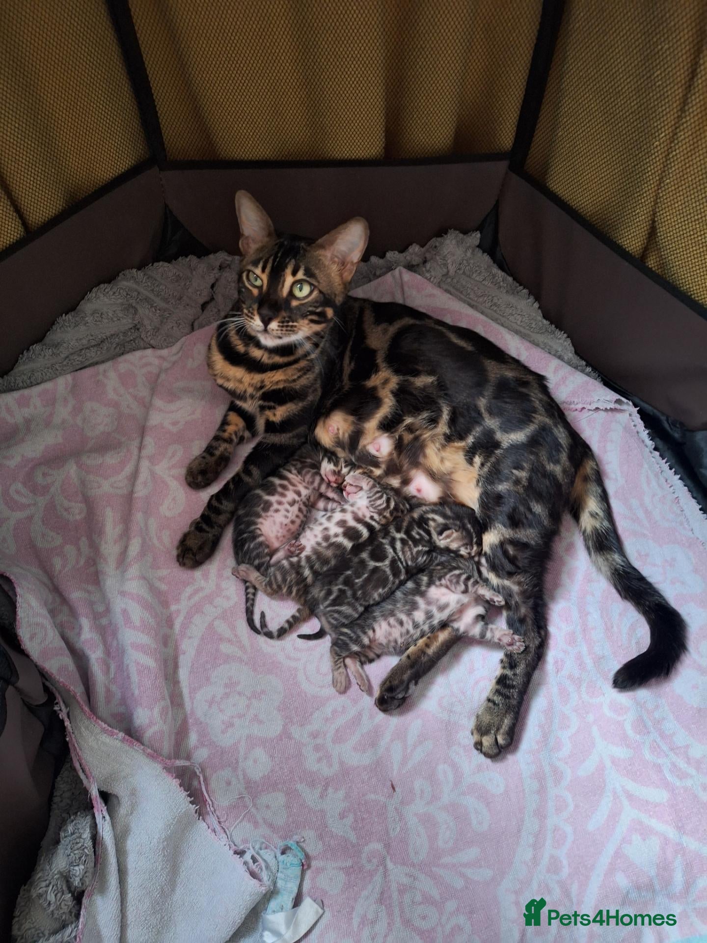 Bengal cats luxurious bengals - Advert 1