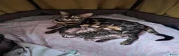 Bengal cats for sale: luxurious bengals - Advert 1