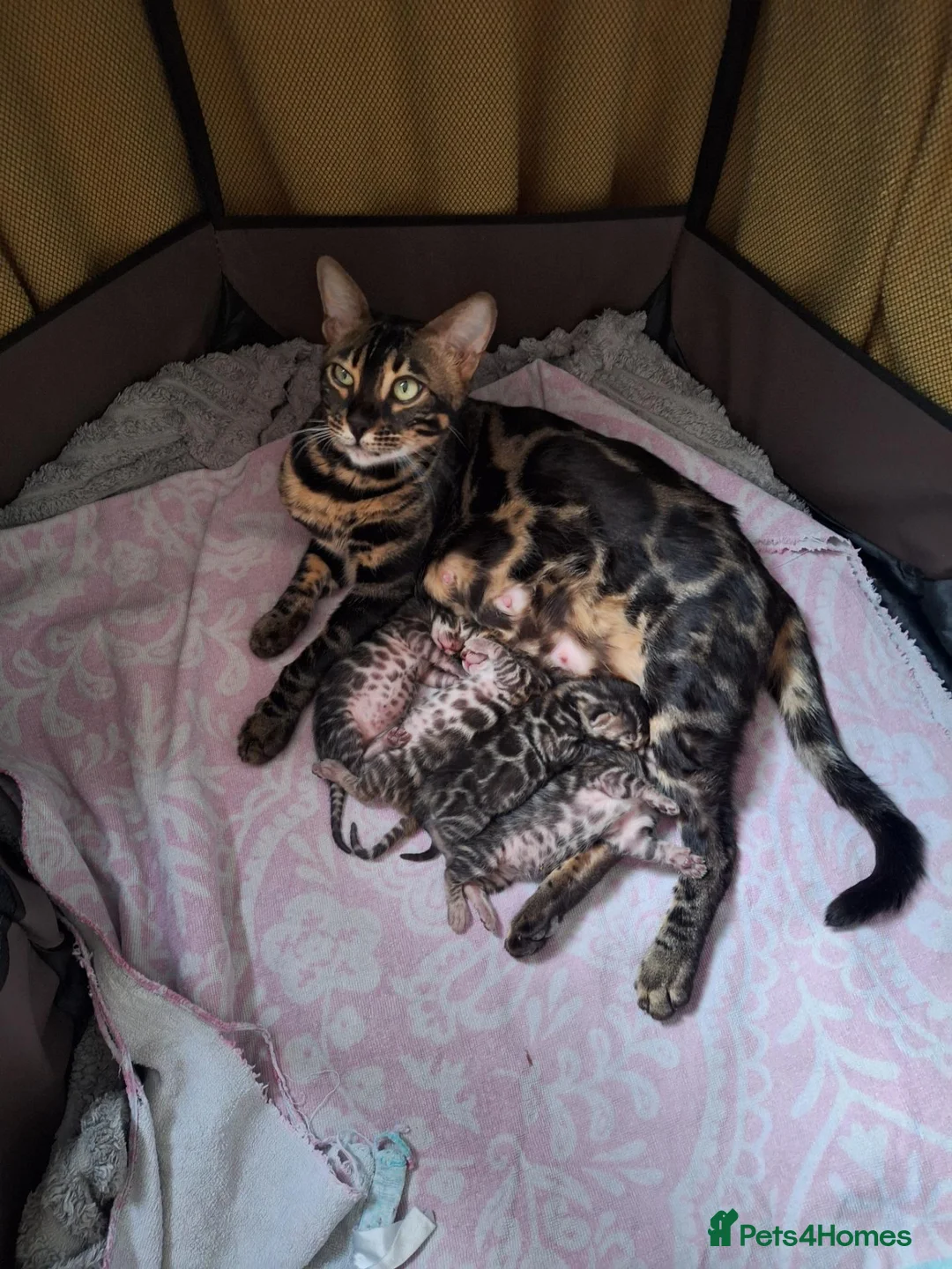 Bengal cats for sale: luxurious bengals - Advert 1