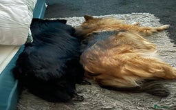 Pomeranian dogs for sale: ****7 Tri/parti Pom pups 3 girls left ** deposit - Image 12