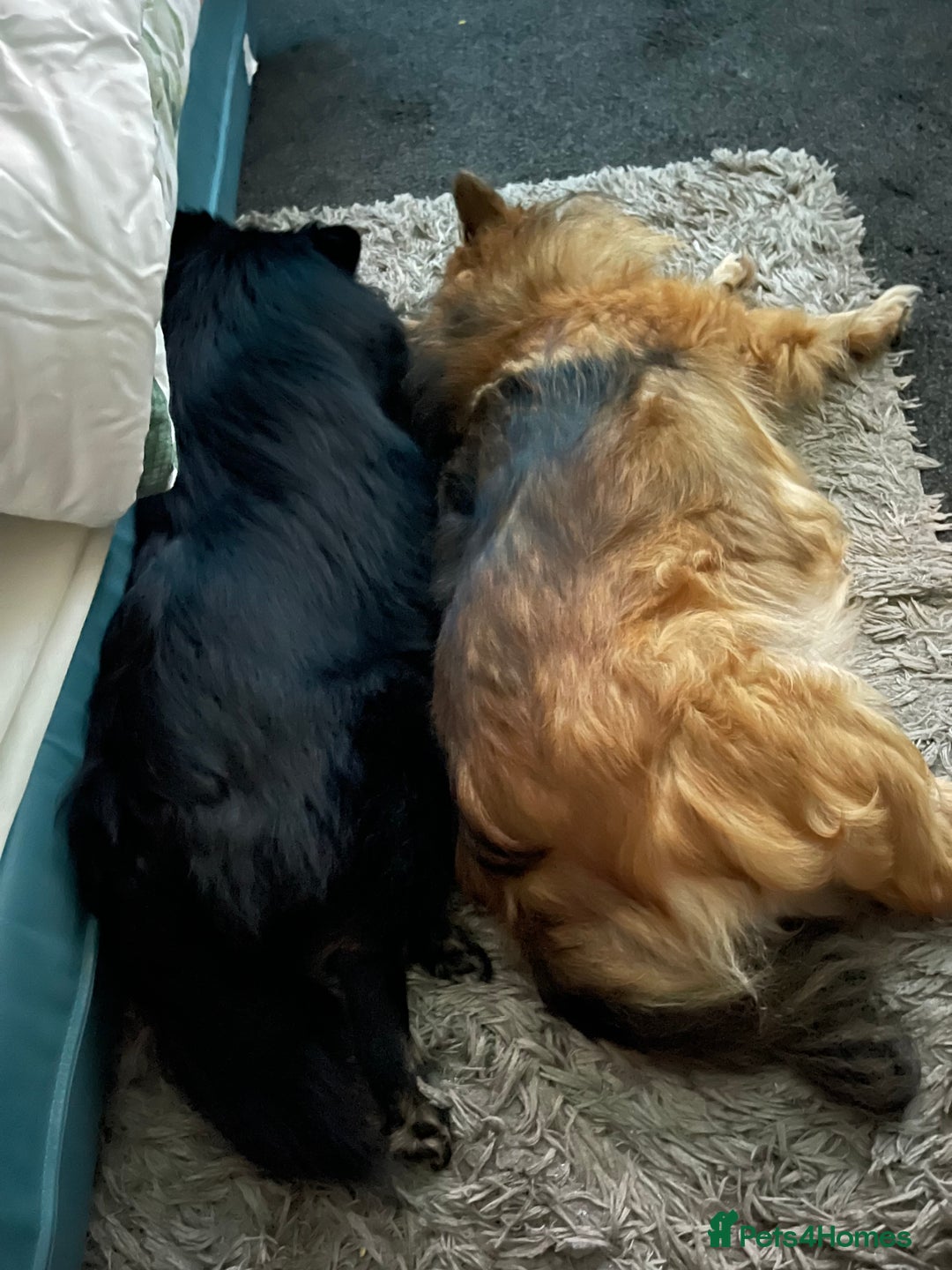 Pomeranian dogs for sale: ****7 Tri/parti Pom pups 3 girls left ** deposit - Image 12