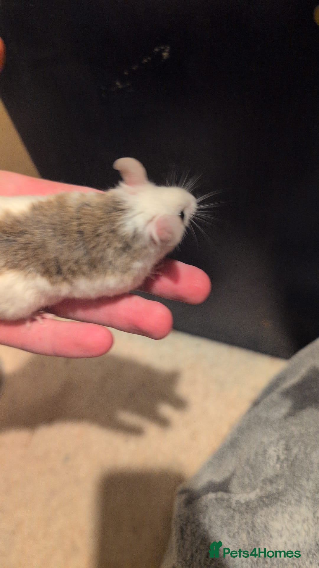 Mouse rodents for sale: Super tame handled African soft fur mice  - Image 13