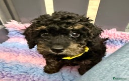 Cavapoo dogs for sale: READY NOW! Adorable Phantom F1b Cavapoo puppies  - Image 27