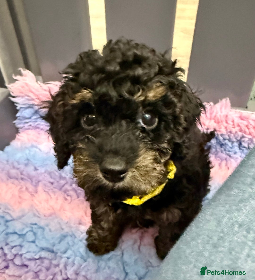 Cavapoo dogs for sale: READY NOW! Adorable Phantom F1b Cavapoo puppies  - Image 27