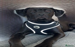 Mixed Breed dogs for sale: 8 beautiful pups for sale  - Image 1