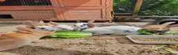Mixed Breed rabbits for sale: 9 Beautiful Baby Rabbits - Advert 2