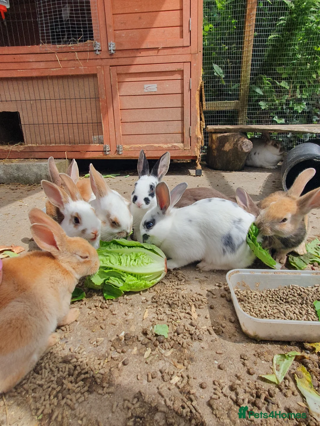 Mixed Breed rabbits for sale: 9 Beautiful Baby Rabbits - Advert 2