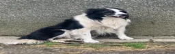 Border Collie dogs for sale: Border collie pups from working farm  - Advert 5