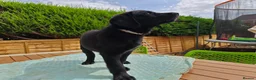 Mixed Breed dogs for sale: Puppies  - Advert 15