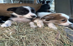 Border Collie dogs for sale: For sale 6 beautiful border collie puppies  - Image 5