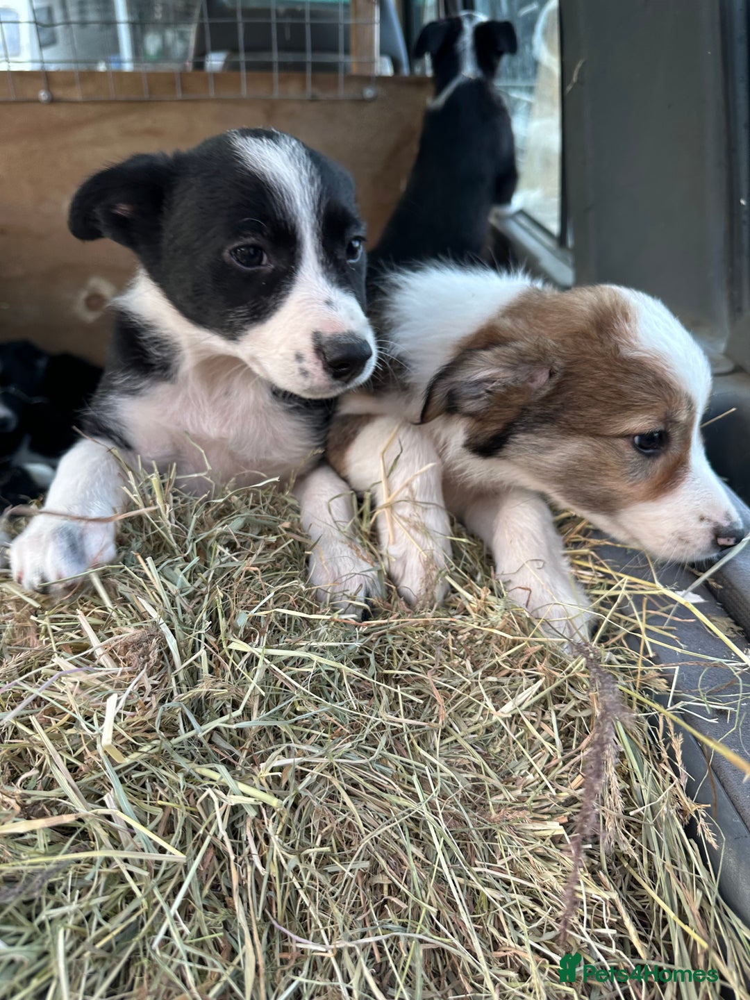 Border Collie dogs for sale: For sale 6 beautiful border collie puppies  - Image 5