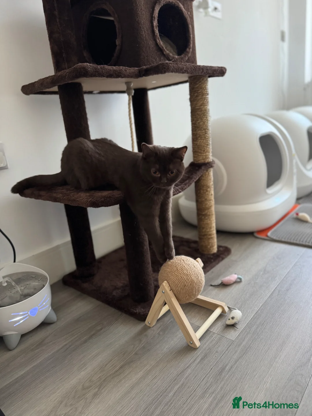 British Shorthair cats for sale: ACTIVE REGISTRATION – British Shorthair Chocolate - Advert 2