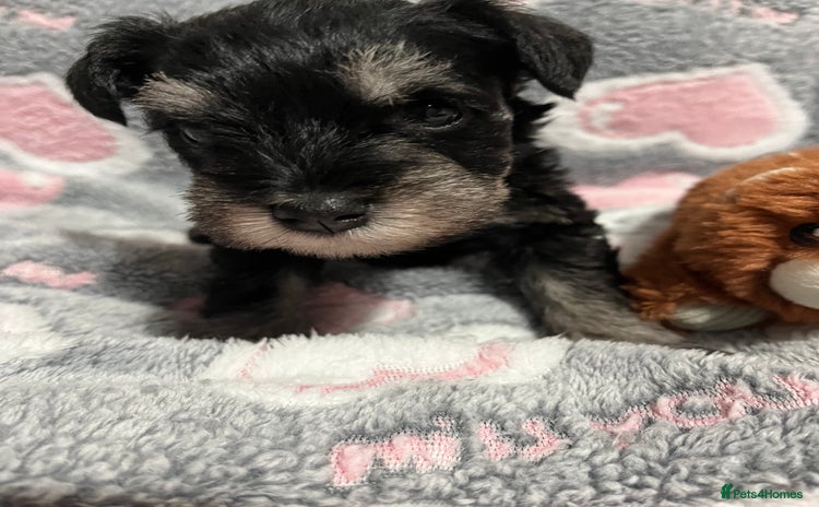 Miniature Schnauzer dogs Beautiful KC miniature Schnauzers  - Advert 1