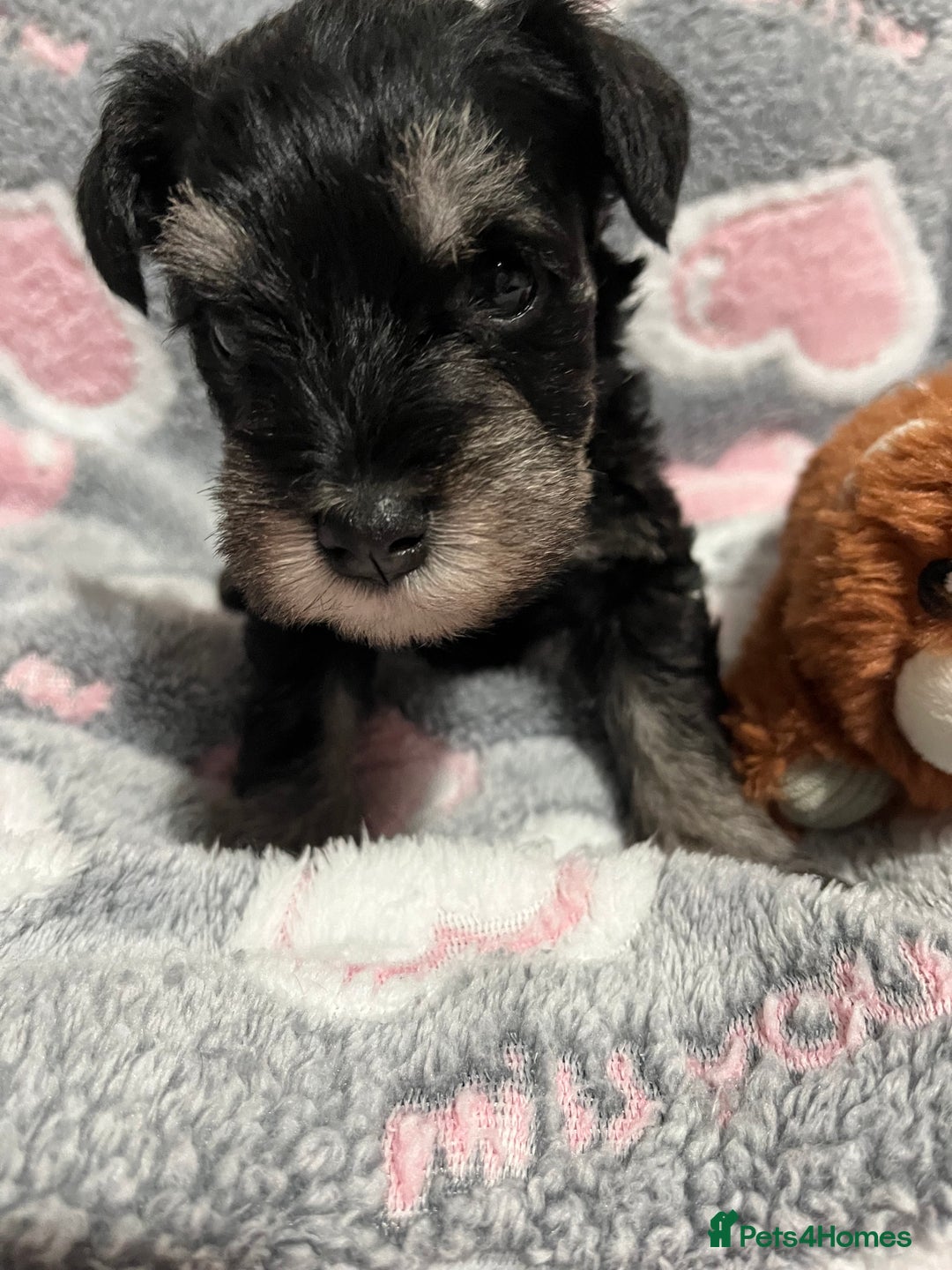 Miniature Schnauzer dogs for sale: Beautiful KC miniature Schnauzers  - Advert 14