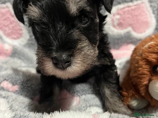 Miniature Schnauzer dogs Beautiful KC miniature Schnauzers - Advert 3