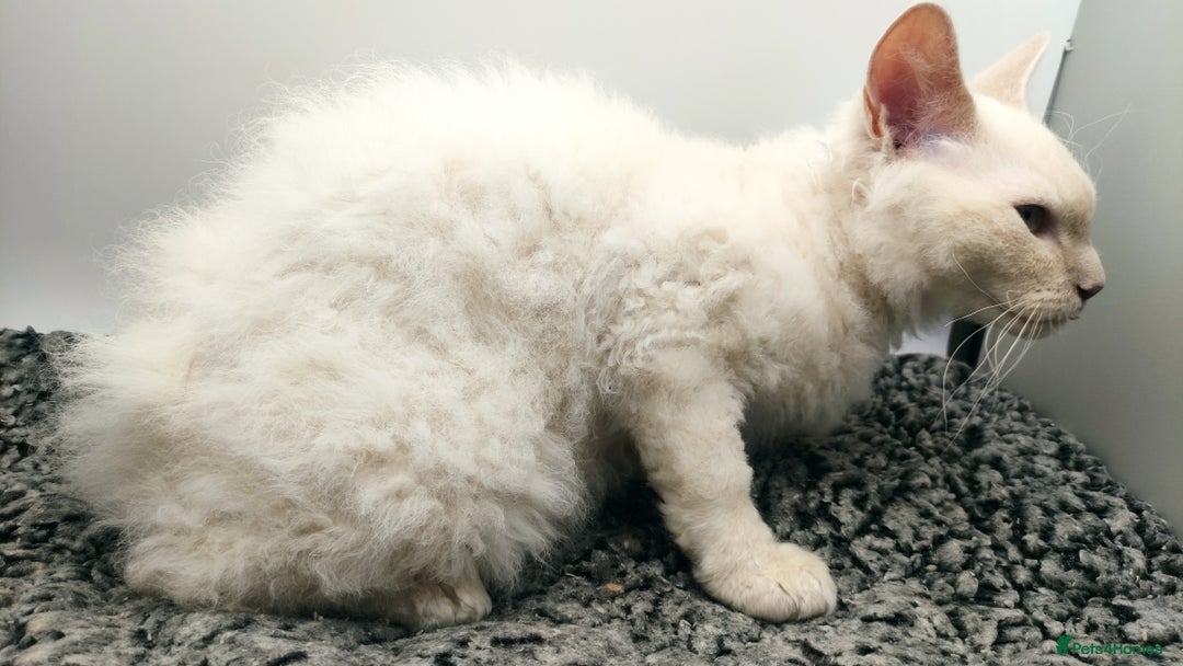 LaPerm cats for sale: Lilac point longhaired curly LaPerm kitten - Image 12