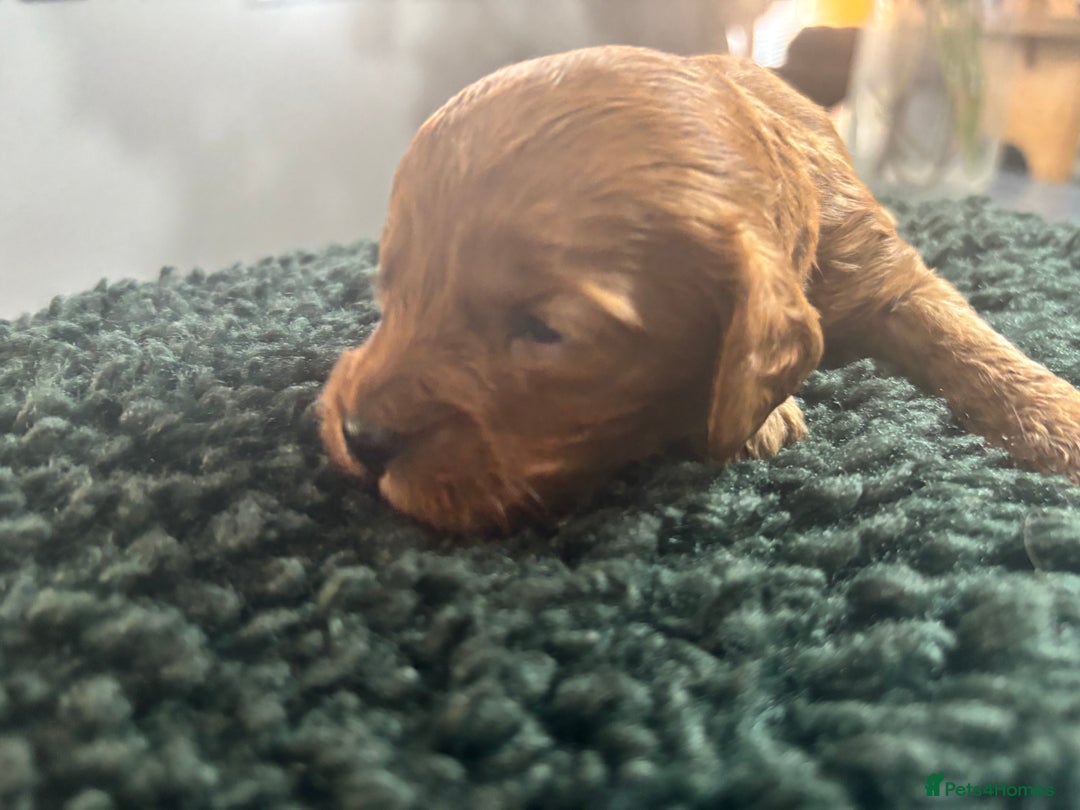 Cavapoo dogs for sale: Beautiful healthy Cavapoo’s d.o.b 22/08/25 - Image 15