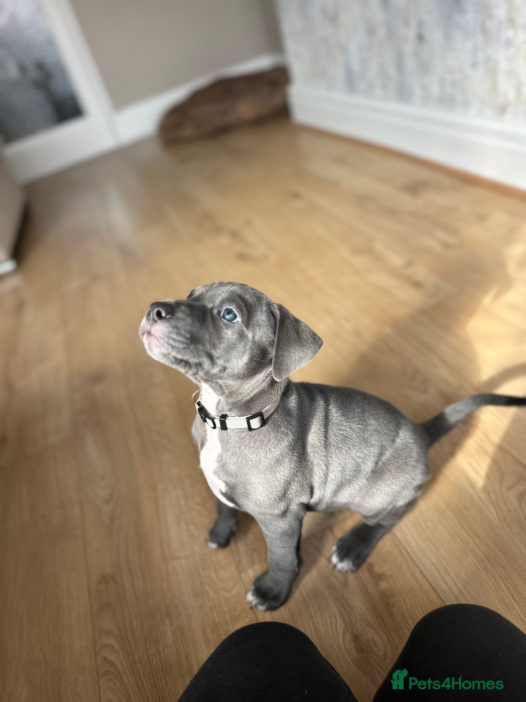Mixed Breed dogs for sale: Staff x cane corso merle and grey pups for sale  - Image 5