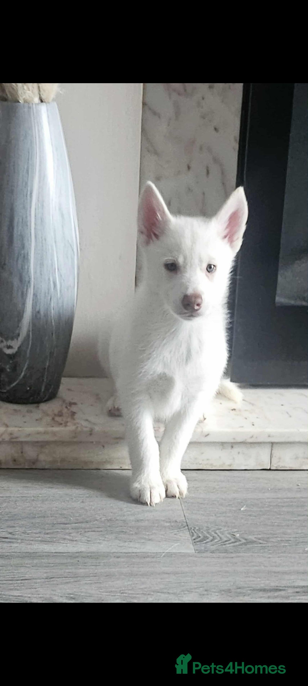 Siberian Husky dogs for sale: Husky puppies - Image 12