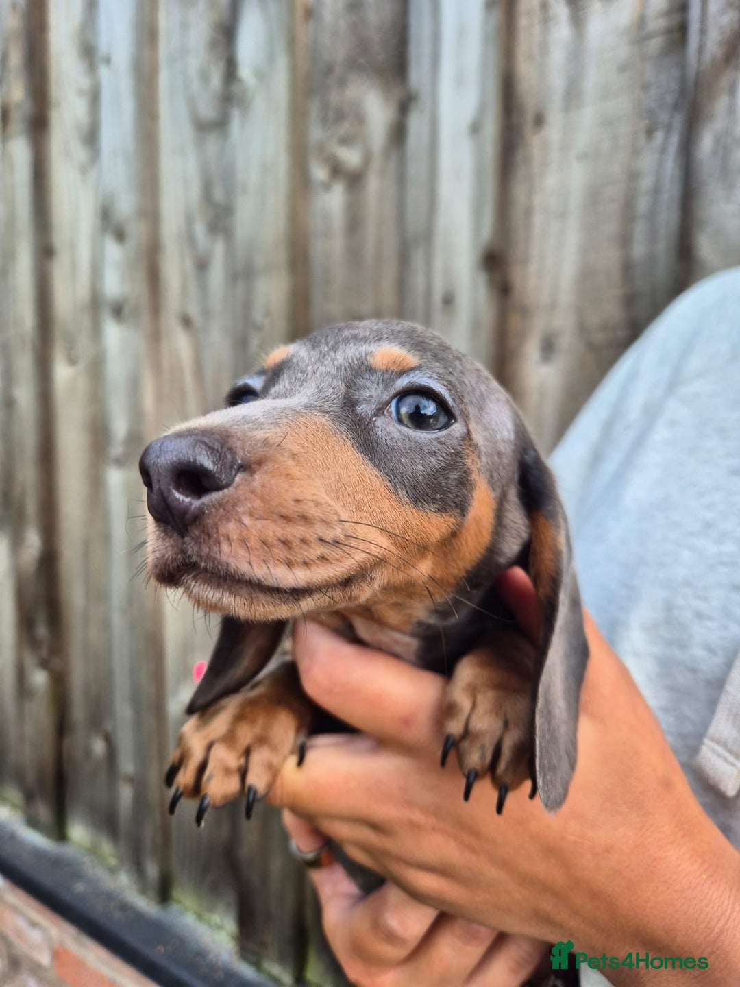 Miniature Dachshund dogs for sale: Miniature dachshund puppies  - Image 19