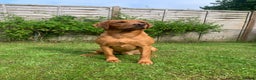 Labrador Retriever dogs for stud: Proven KC Fox Red Labrador - Fully Health Tested in Swindon - Advert 1