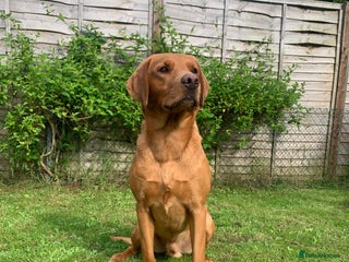 Labrador Retriever dogs for stud: Proven KC Fox Red Labrador - Fully Health Tested in Swindon - Advert 1