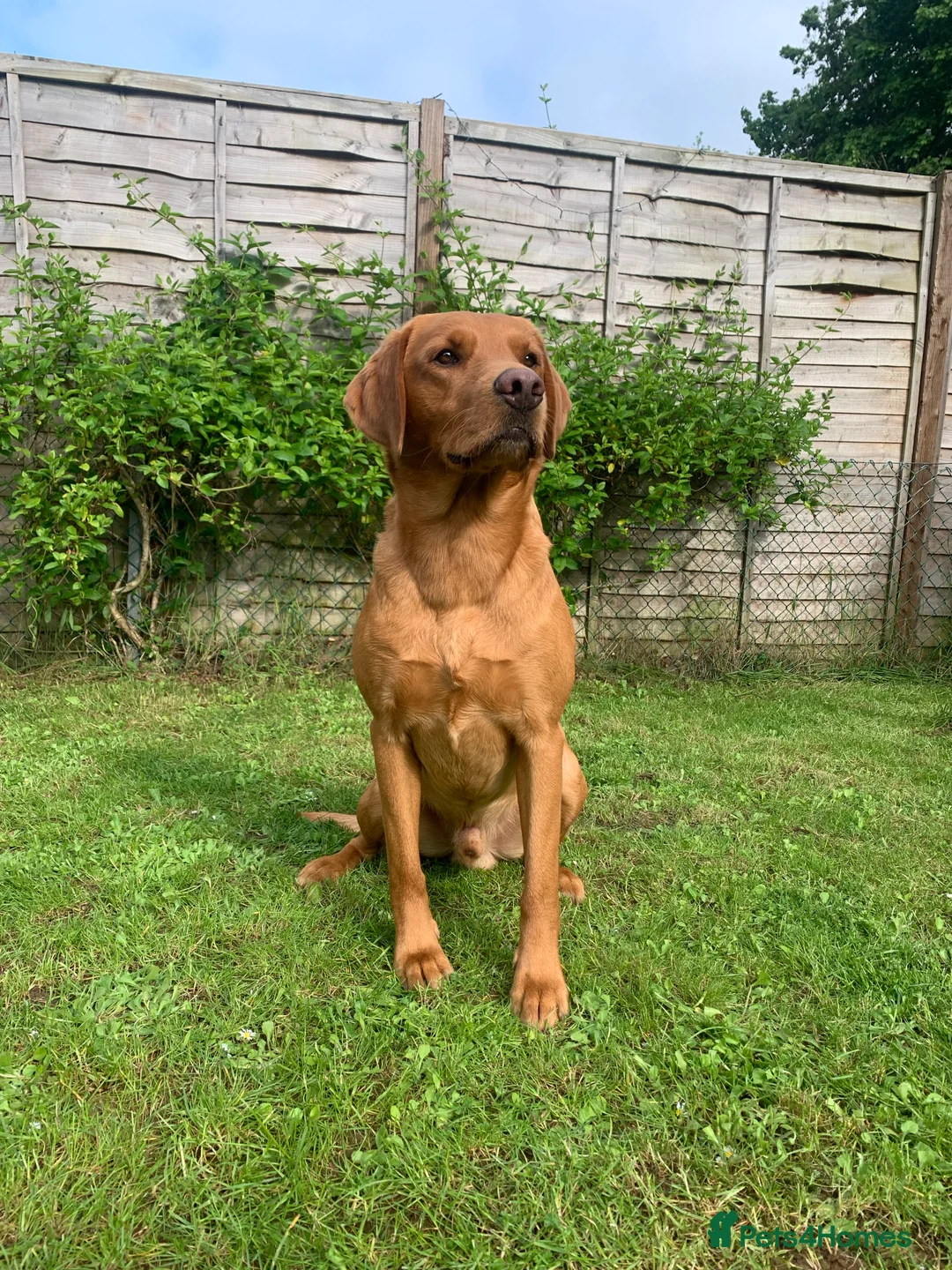Labrador Retriever dogs for stud: Proven KC Fox Red Labrador - Fully Health Tested in Swindon - Advert 1