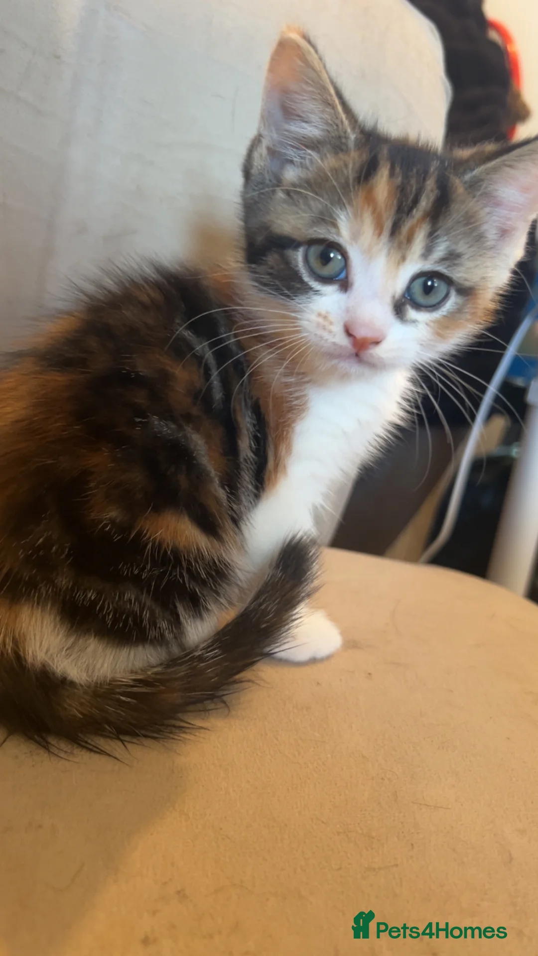 Mixed Breed cats for sale: Kittens for sale to go to a loving family. in Cardiff - Advert 2