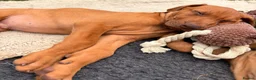 Rhodesian Ridgeback dogs for sale: KC reg,Excellent Ridges,Health checked/Elb/Hip/JME - Advert 13