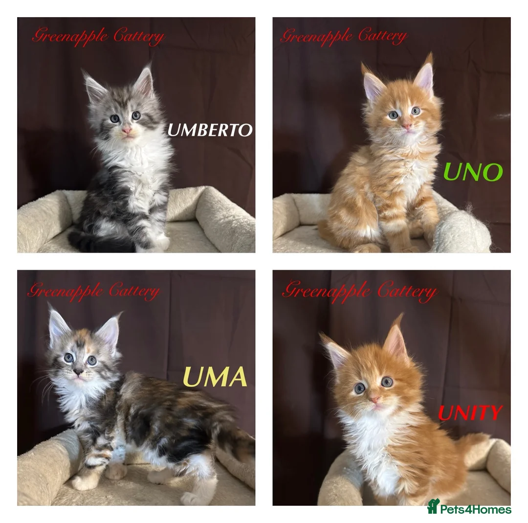 Maine Coon cats for sale: TICA Registered Full Maine Coon Kittens - Advert 1