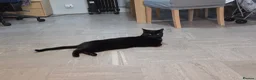 Domestic Shorthair cats for sale: 3 year old black cat looking for home - Advert 4