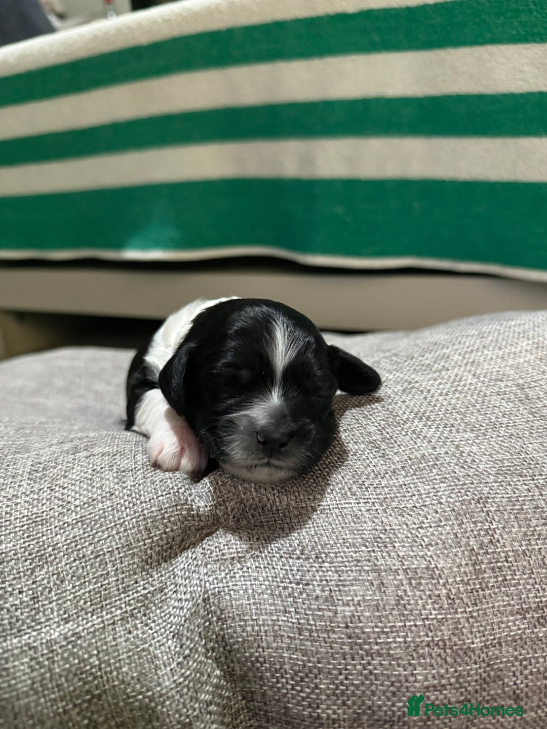 Mixed Breed dogs for sale: Beautiful Cocka/Cavapoo puppies.  - Advert 11