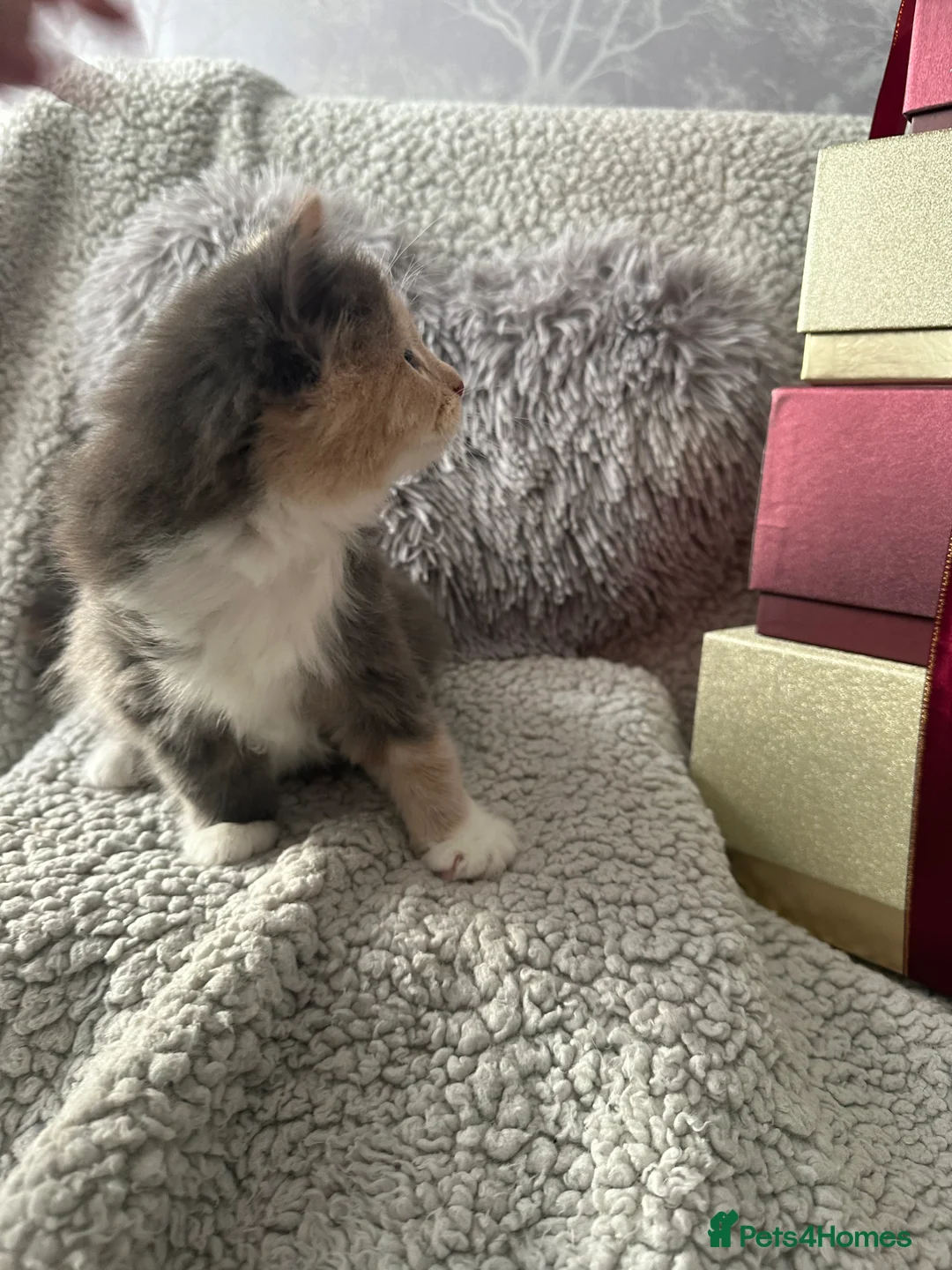 Mixed Breed cats for sale: Long Haired British Blue/Norwegian Forest kittens  - Advert 6