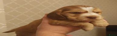 Gold Sable Girl no.1