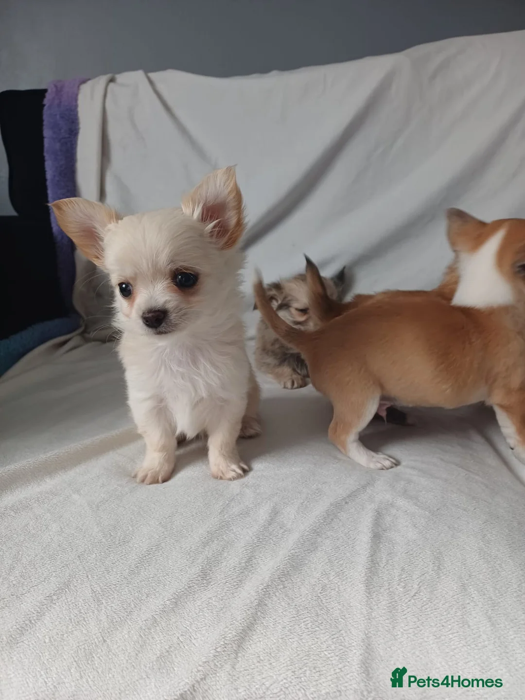 Chihuahua dogs for sale: 4 gorgeous chihuahua puppies  - Advert 1