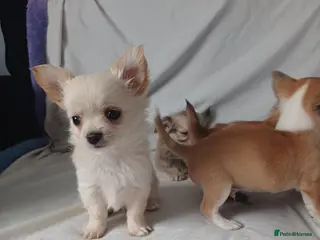 Chihuahua dogs 4 gorgeous chihuahua puppies - Advert 7