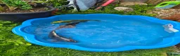 Koi Carp fish for sale: Various Koi  - Advert 2
