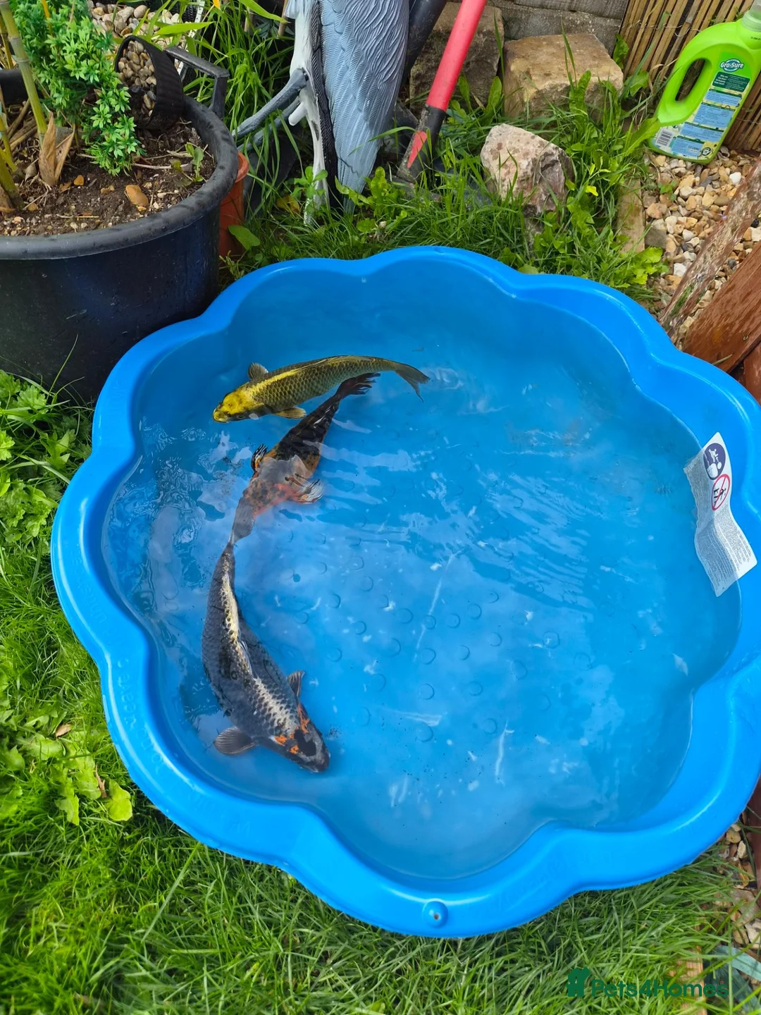 Koi Carp fish for sale: Various Koi  - Advert 2