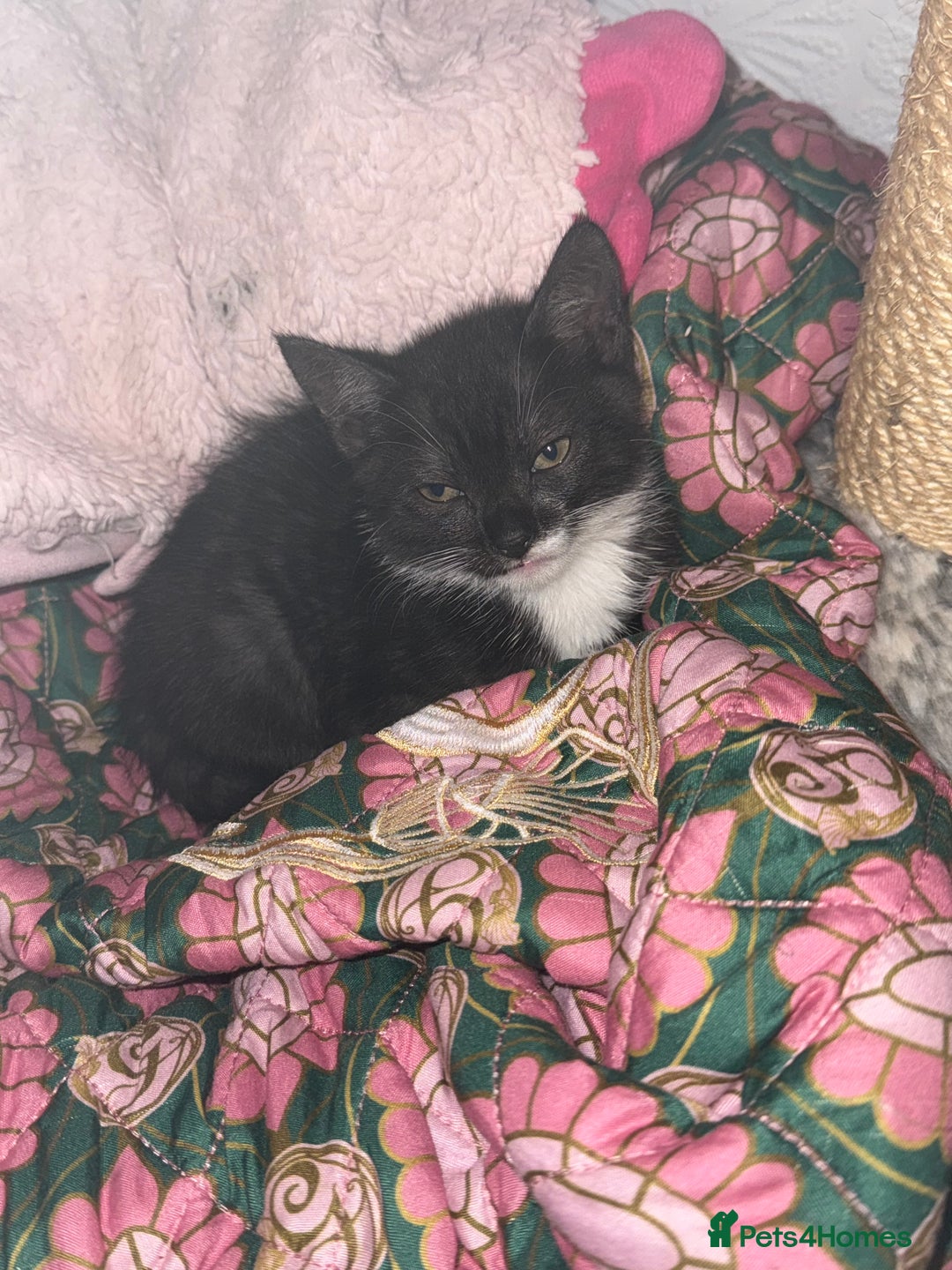 Mixed Breed cats for sale: 1 male kitten for sale - Image 2