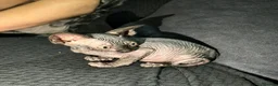 Sphynx cats for sale: Exceptional Sphynx Kittens — Home-Raised - Advert 6